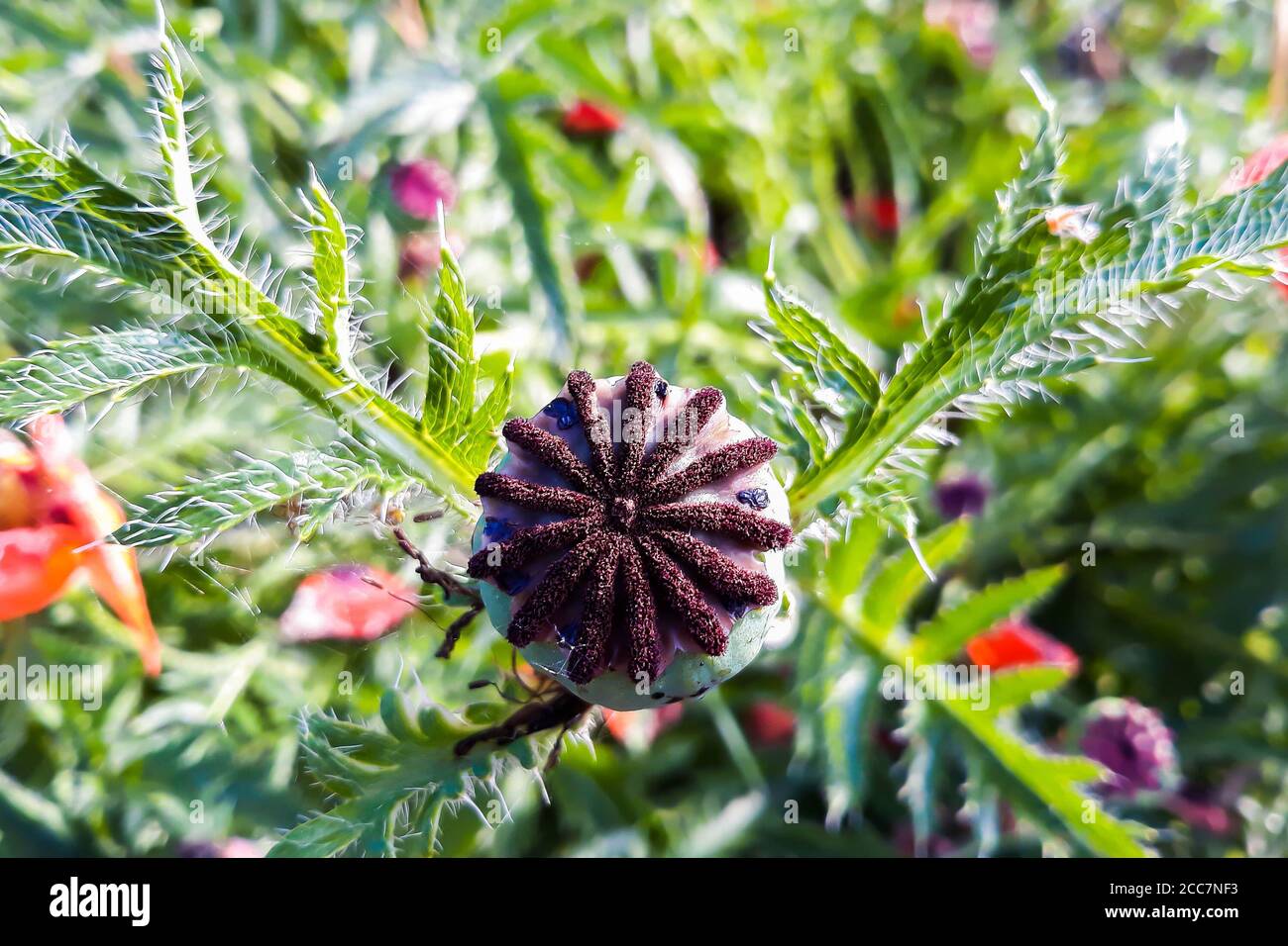 Head of poppy flower with seeds close-up. Medical opium plant. Stock Photo