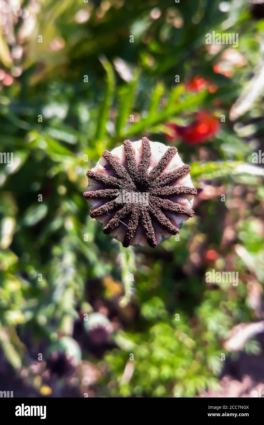 Head of poppy flower with seeds close-up. Medical opium plant. Stock Photo