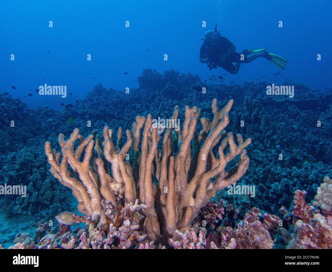 Diver and Antler coral at Honokohau Harbor. Stock Photo