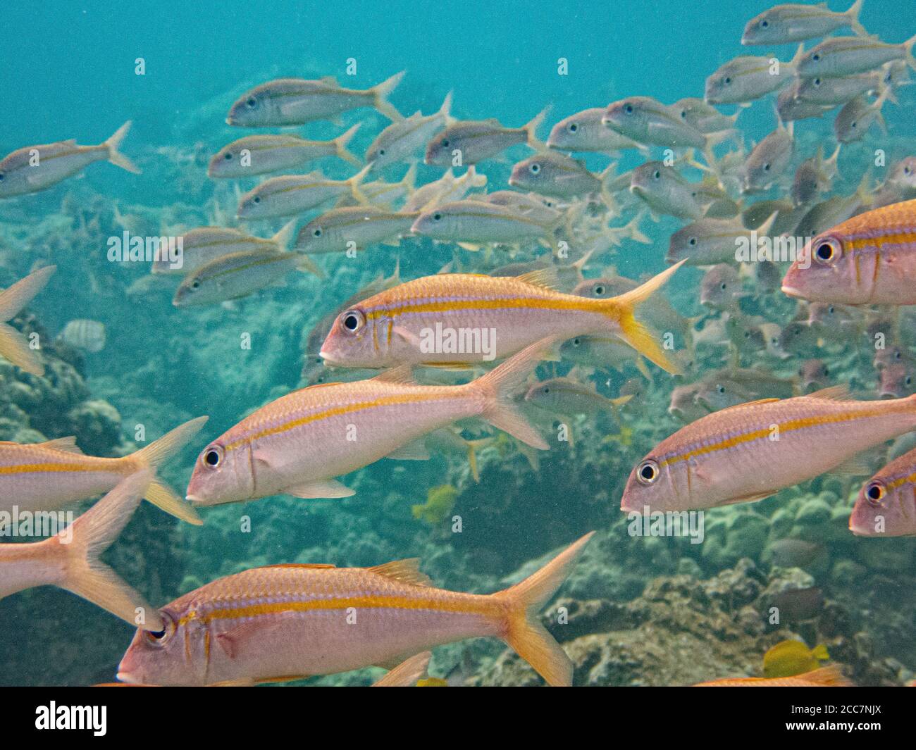 School of Yellowfin Goatfish at Honokohau Harbor. Stock Photo