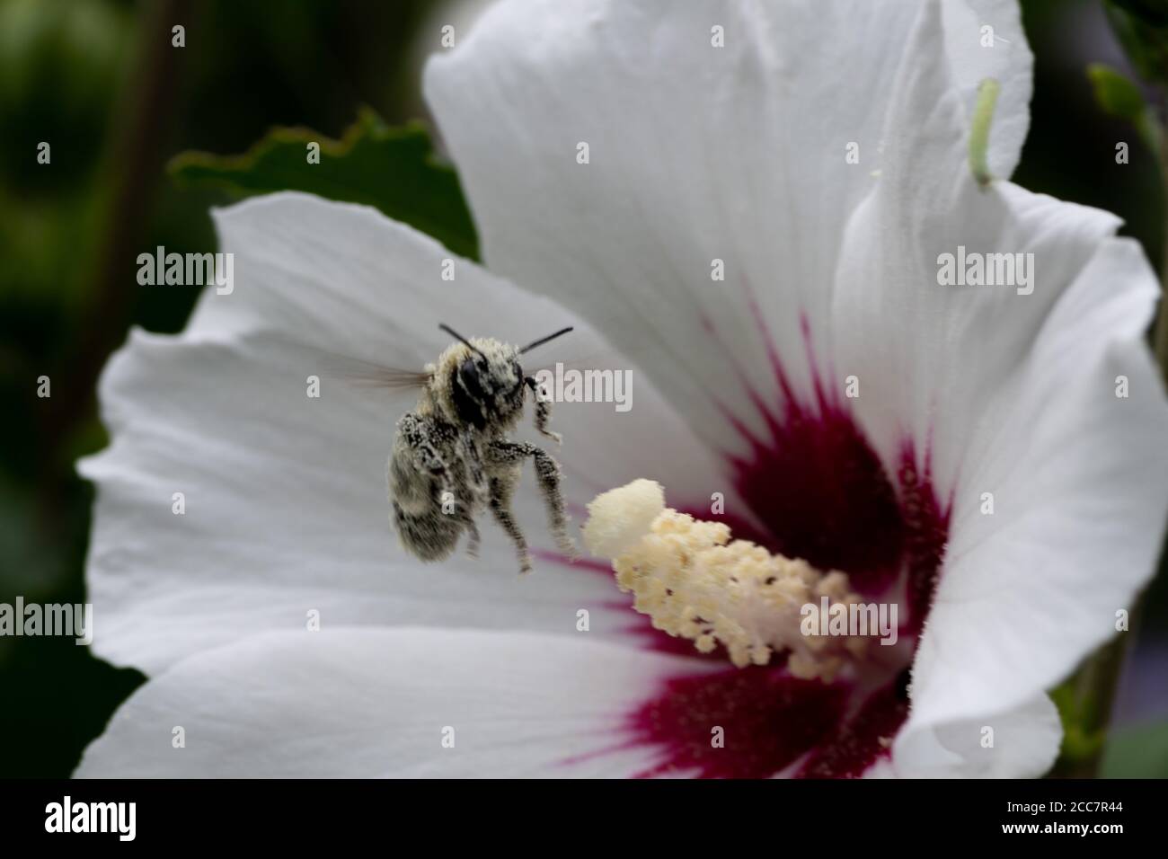 Pollinator flies from the stigma of Rose of Sharon flower loaded with
