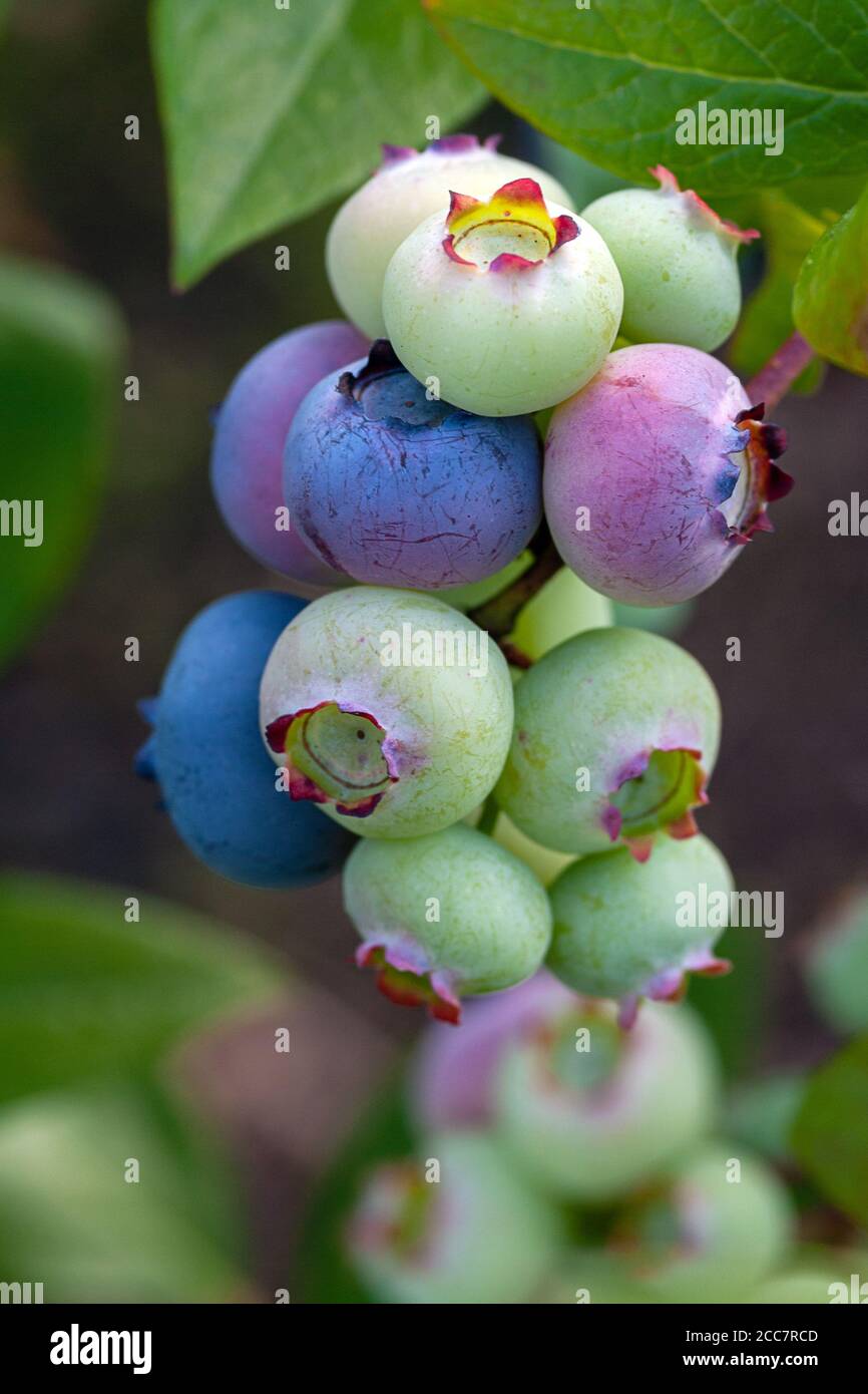Cluster of organic blueberries on bush, close up. Canadian blueberry on bush, vertical frame Stock Photo