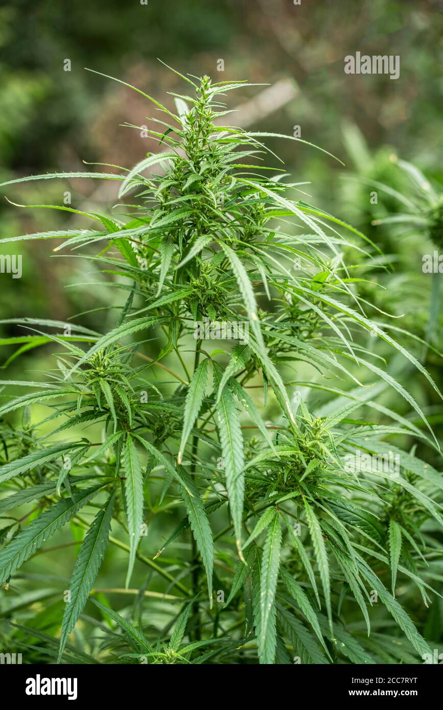 Green leaves of hemp, marijuana. Wild, not cultivated plant grows on vintage The narcotic herb. Cultivation of cannabis is prohibited by law Stock Photo