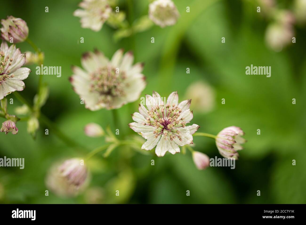 Astrantia major, the great masterwort, is a species of flowering plant in the family Apiaceae, native to central and eastern Europe. Stock Photo