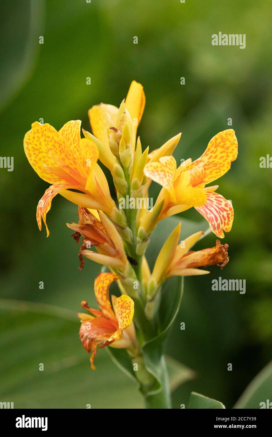 Canna indica, known as Indian shot, African arrowroot, edible canna, or Sierra Leone arrowroot, native to Central/South America and cultivated as food. Stock Photo