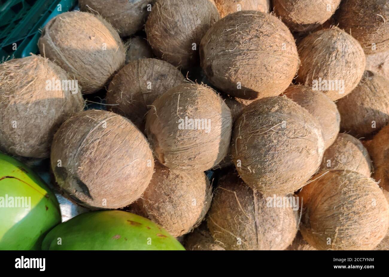 Fresh coconut fruits. The coconut tree (Cocos nucifera), is a member of the Arecaceae family. Coconut trees have spread across the tropics, in particu Stock Photo
