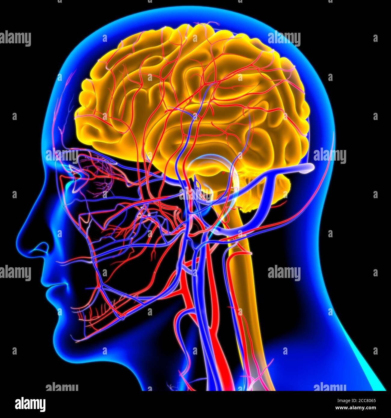 Human Brain Anatomy For Medical Concept 3D Illustration Stock Photo - Alamy