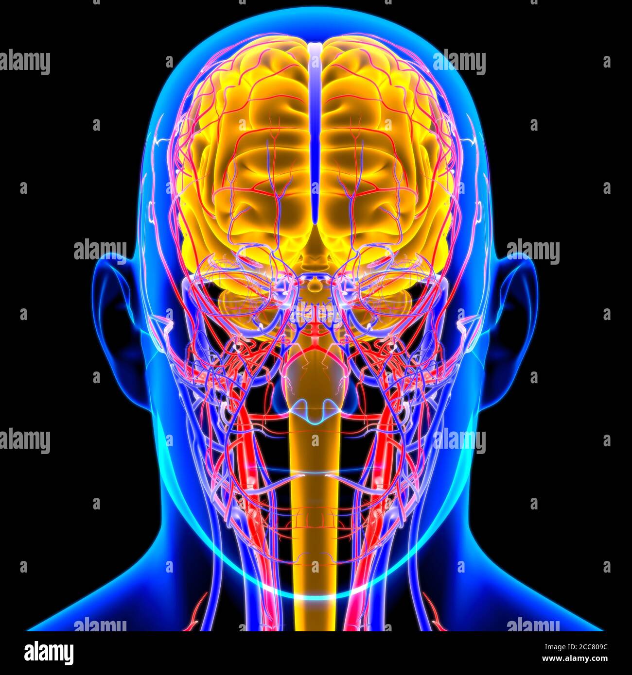 Human Brain Anatomy For Medical Concept 3D Illustration Stock Photo - Alamy