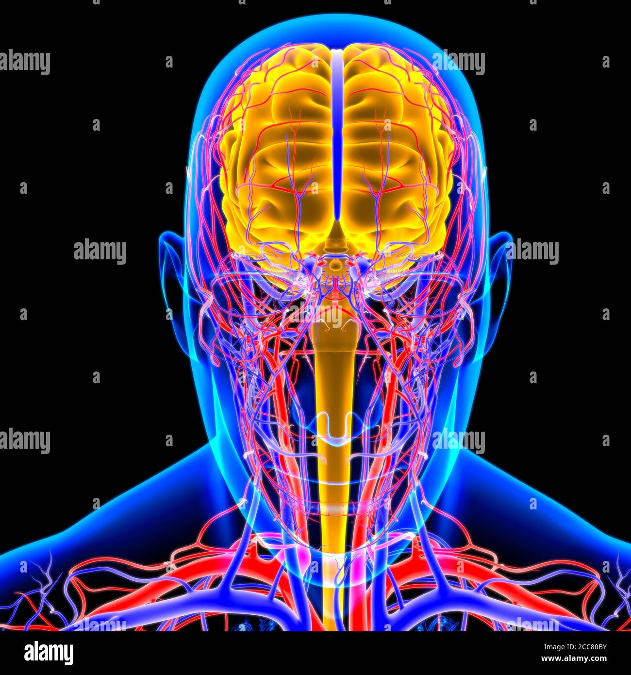 Human Brain Anatomy For Medical Concept 3D Illustration Stock Photo - Alamy
