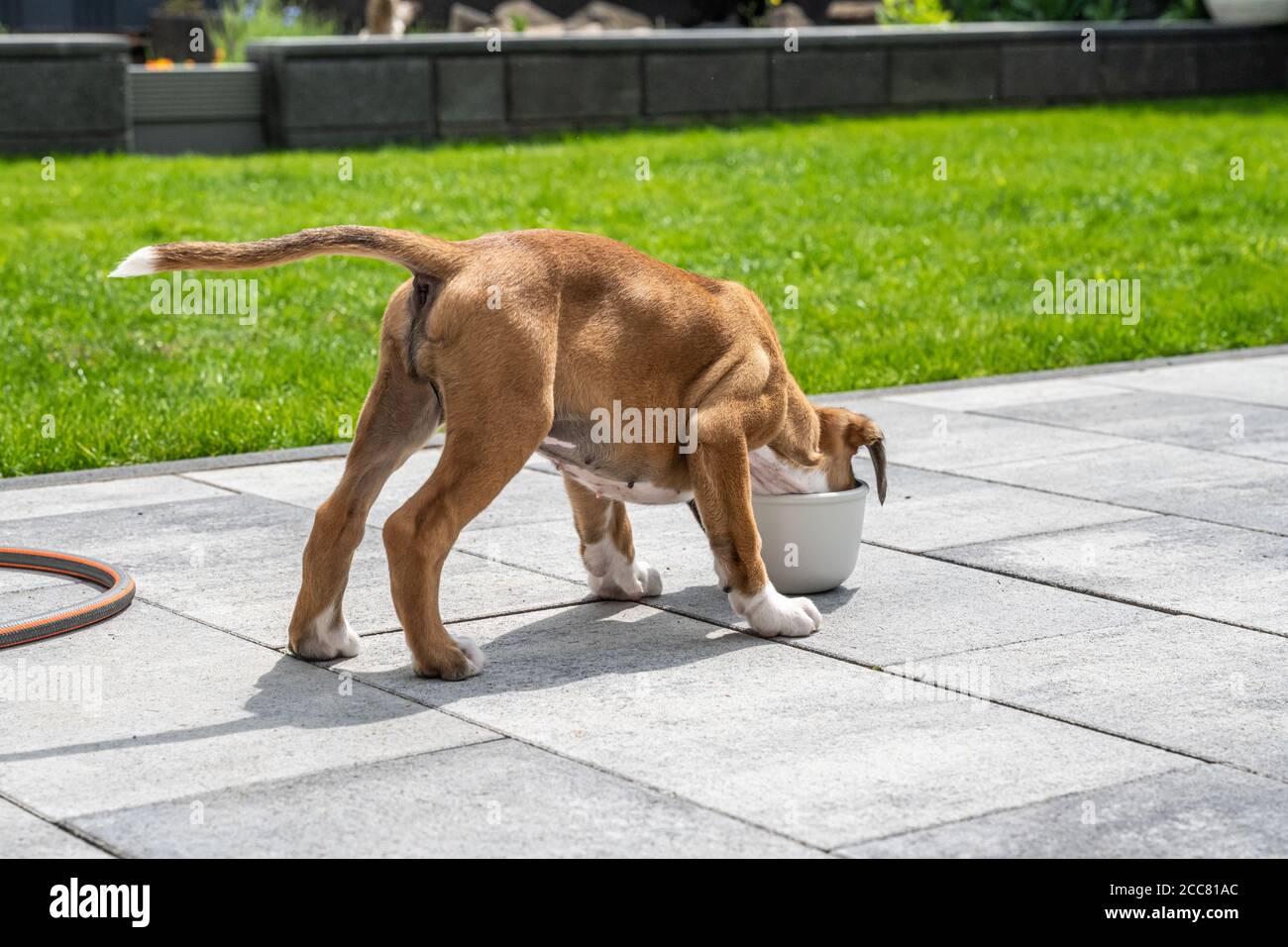 8 weeks young purebred golden puppy german boxer dog eating food Stock