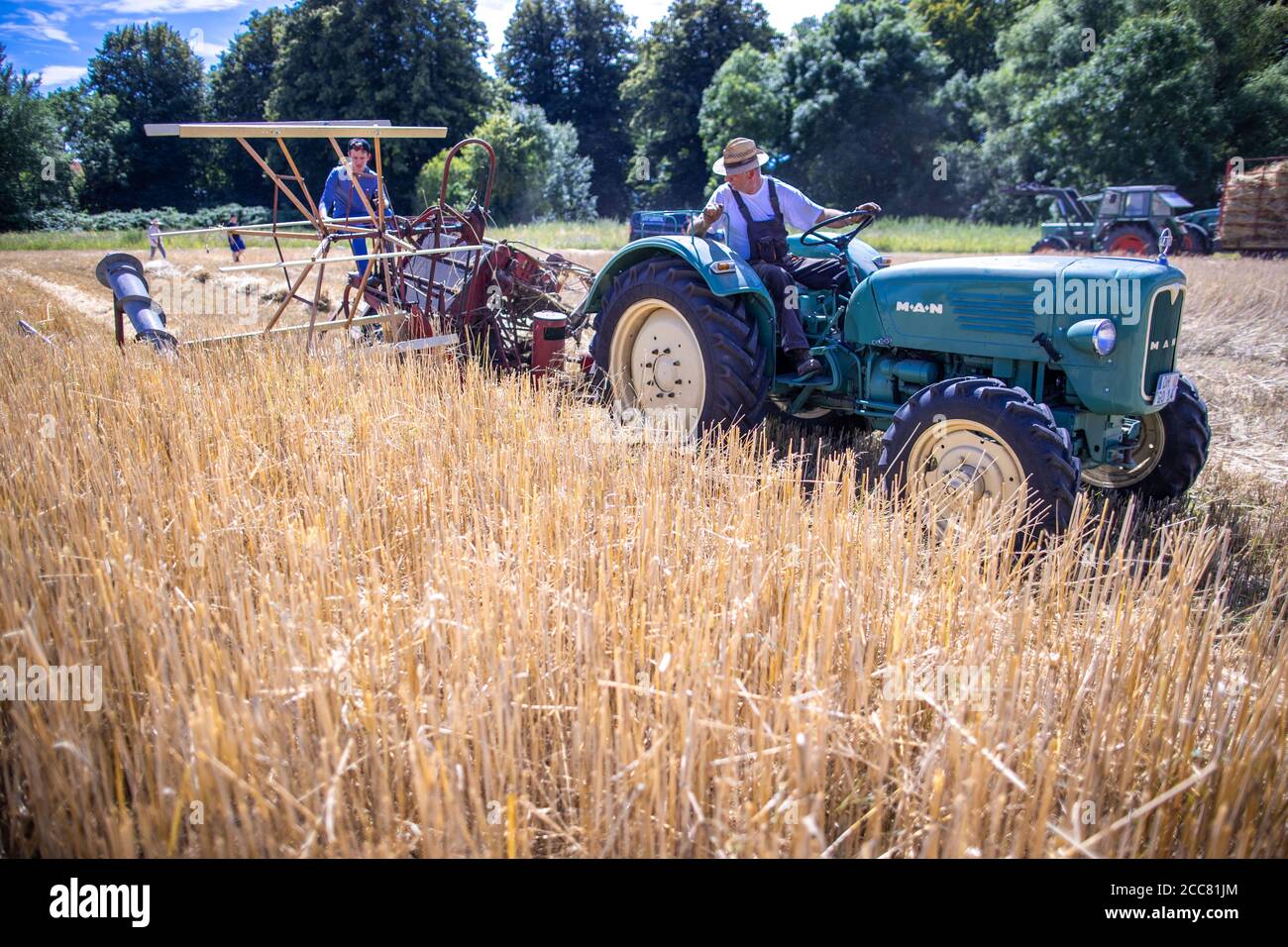 01 August 2020, Schleswig-Holstein, Lübeck: A historic swath mower is used to mow and bind yarrows of straw when harvesting rye straw for the production of drinking straws in the field near Lübeck. From July 2021 at the latest, plastic drinking straws may no longer be sold throughout the EU. As an alternative to the colourful drinking straws made of plastic, special rye is harvested on an area of two hectares near Lübeck and drinking straws are made from it. For many years Strohmi GmbH has been supplying these sustainable straws to hotels, upscale bars and restaurants as well as private indivi Stock Photo