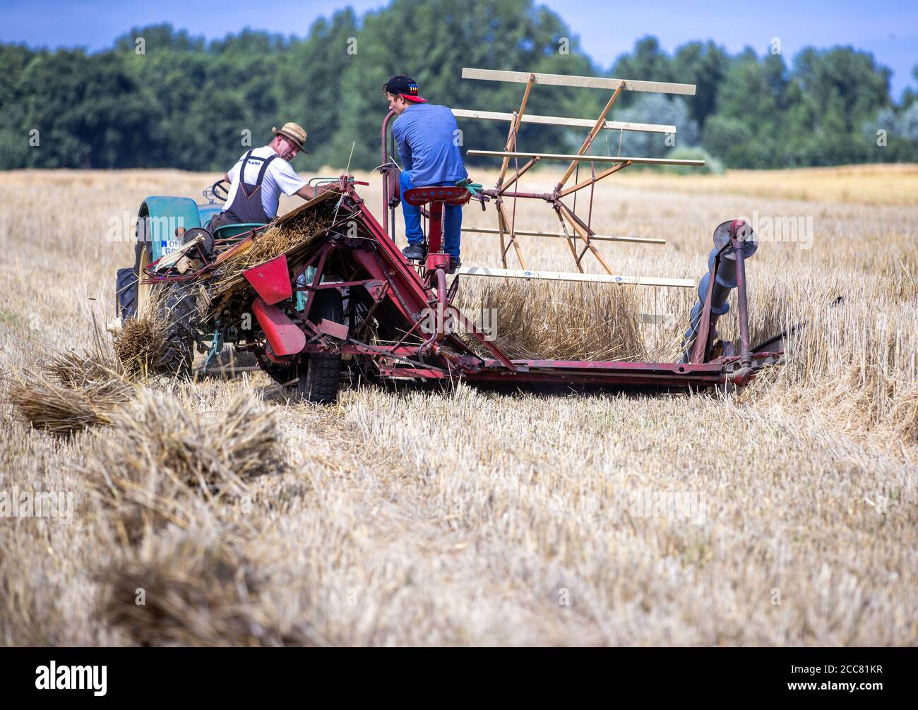 01 August 2020, Schleswig-Holstein, Lübeck: A historic swath mower is used to mow and bind yarrows of straw when harvesting rye straw for the production of drinking straws in the field near Lübeck. From July 2021 at the latest, plastic drinking straws may no longer be sold throughout the EU. As an alternative to the colourful drinking straws made of plastic, special rye is harvested on an area of two hectares near Lübeck and drinking straws are made from it. For many years Strohmi GmbH has been supplying these sustainable straws to hotels, upscale bars and restaurants as well as private indivi Stock Photo