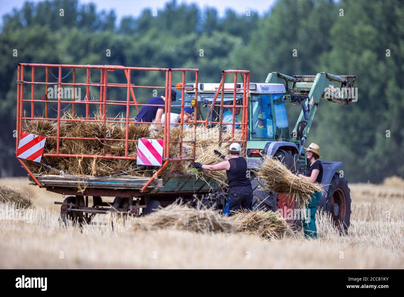 01 August 2020, Schleswig-Holstein, Lübeck: When harvesting rye straw for the production of drinking straws in the field near Lübeck, helpers throw the yarbs of straw onto a trailer. From July 2021 at the latest, plastic drinking straws may no longer be sold throughout the EU. As an alternative to the colourful drinking straws made of plastic, special rye is harvested on an area of two hectares near Lübeck and drinking straws are made from it. For many years Strohmi GmbH has been supplying these sustainable straws to hotels, upscale bars and restaurants as well as private individuals all over Stock Photo