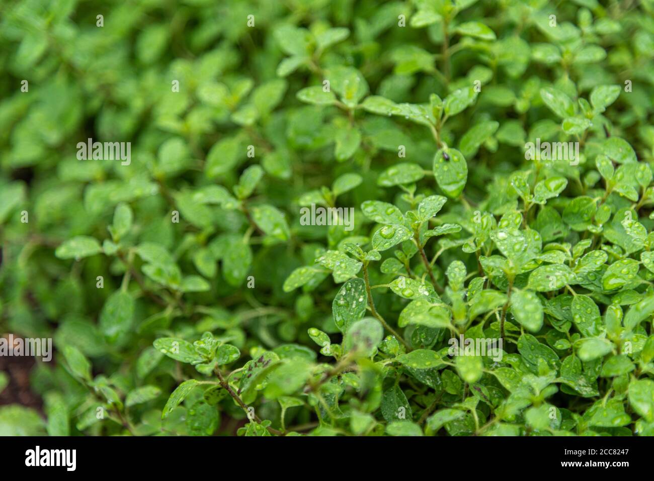 Marjoram (Origanum majorana). Seasonings and spices. Condiment used in