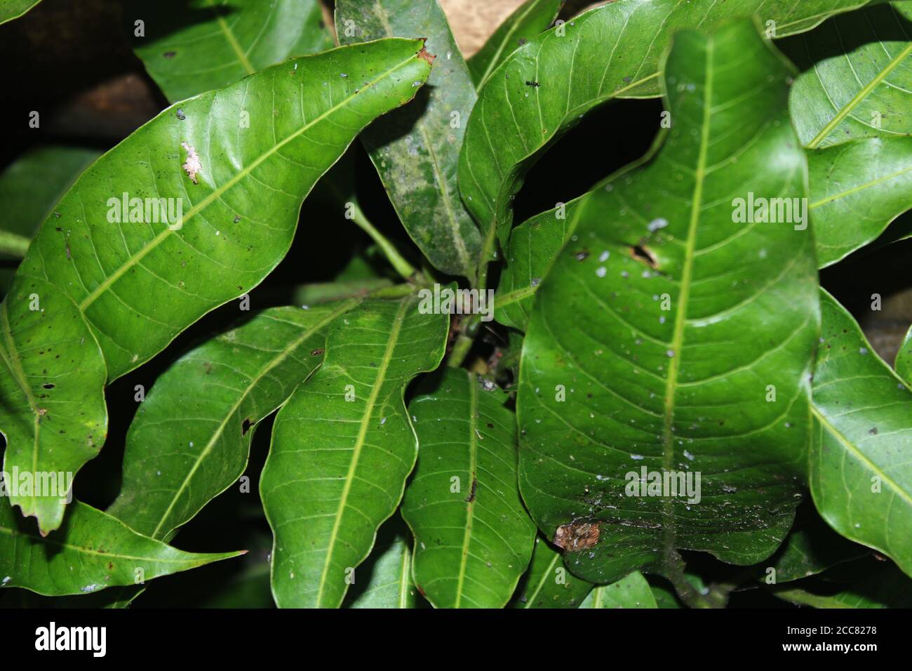Natural beauty of bangladesh hi-res stock photography and images - Alamy