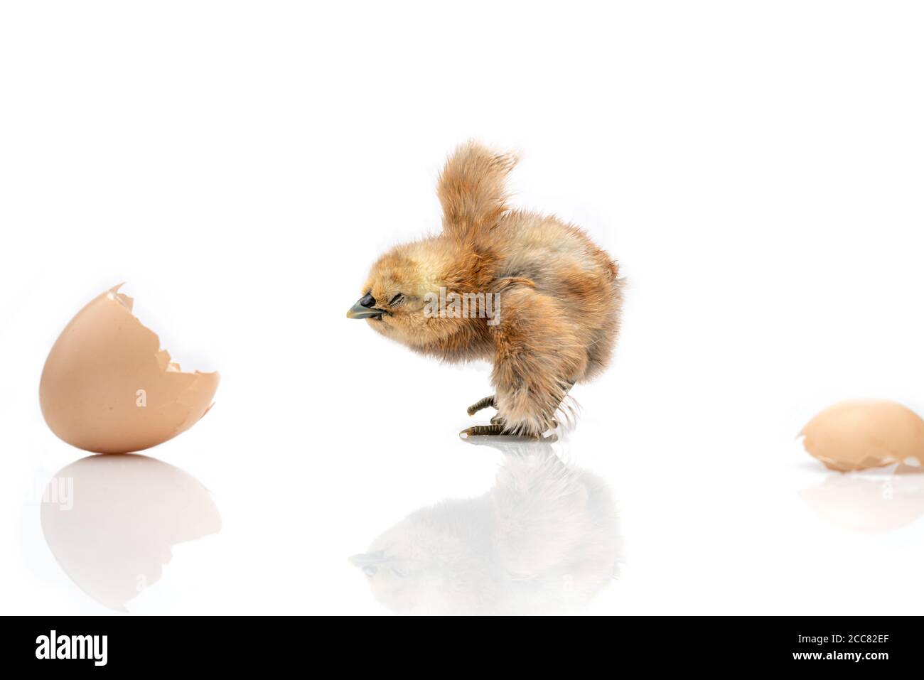 brown egg and chicken isolated on a white background,Small chicks and egg shells. Stock Photo