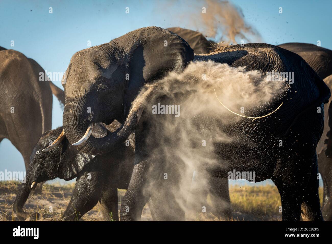 Close up on wet mother and baby dust bathing by throwing sand on their wet bodies on a sunny afternoon in Chobe River Botswana Stock Photo