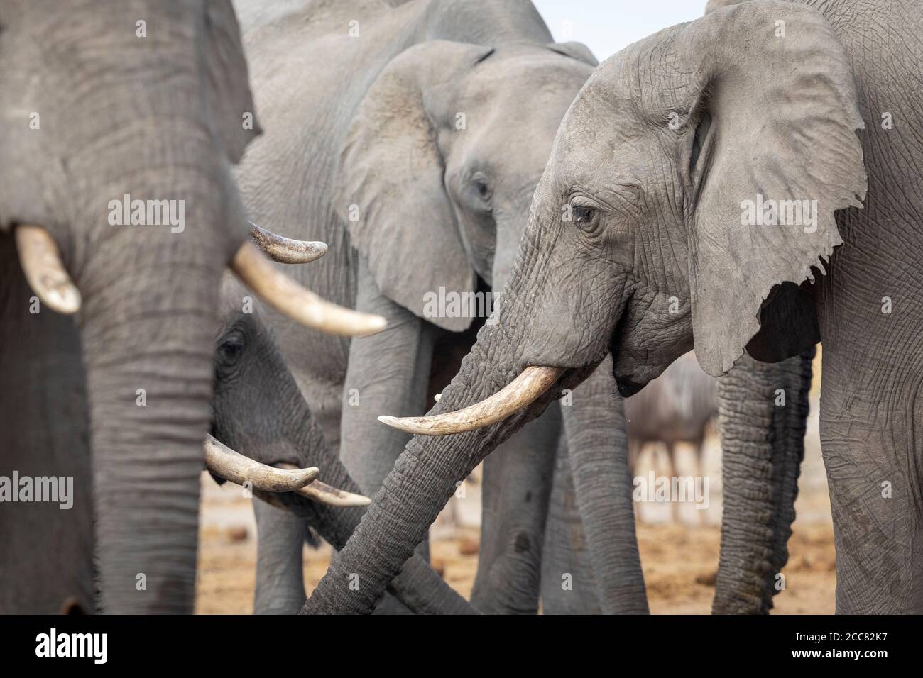 Elephant family standing at a waterhole drinking in Savuti Reserve in Botswana Stock Photo