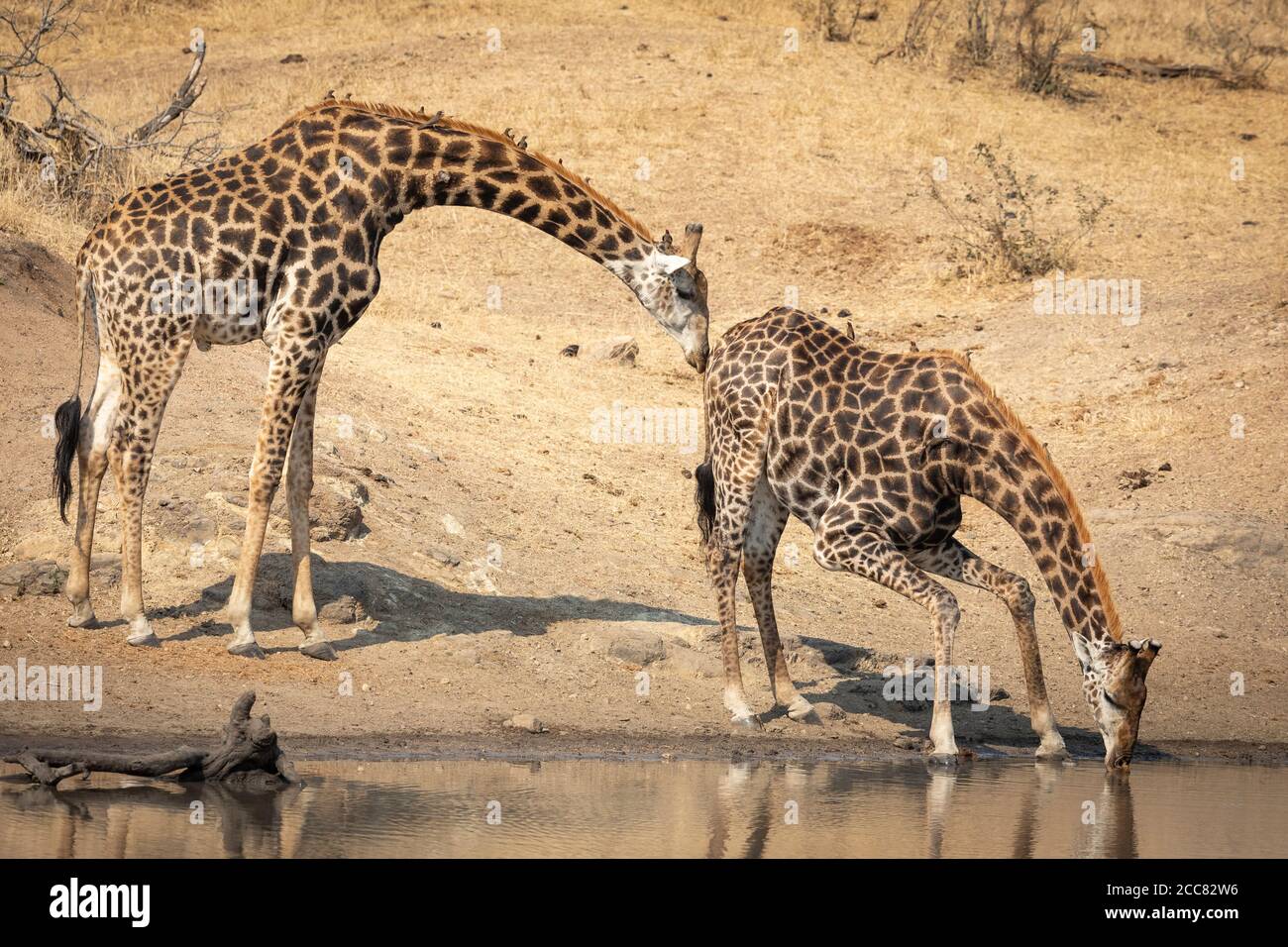 Two thirsty giraffe males at the edge of water with one drinking in dry winter in Kruger Park South Africa Stock Photo