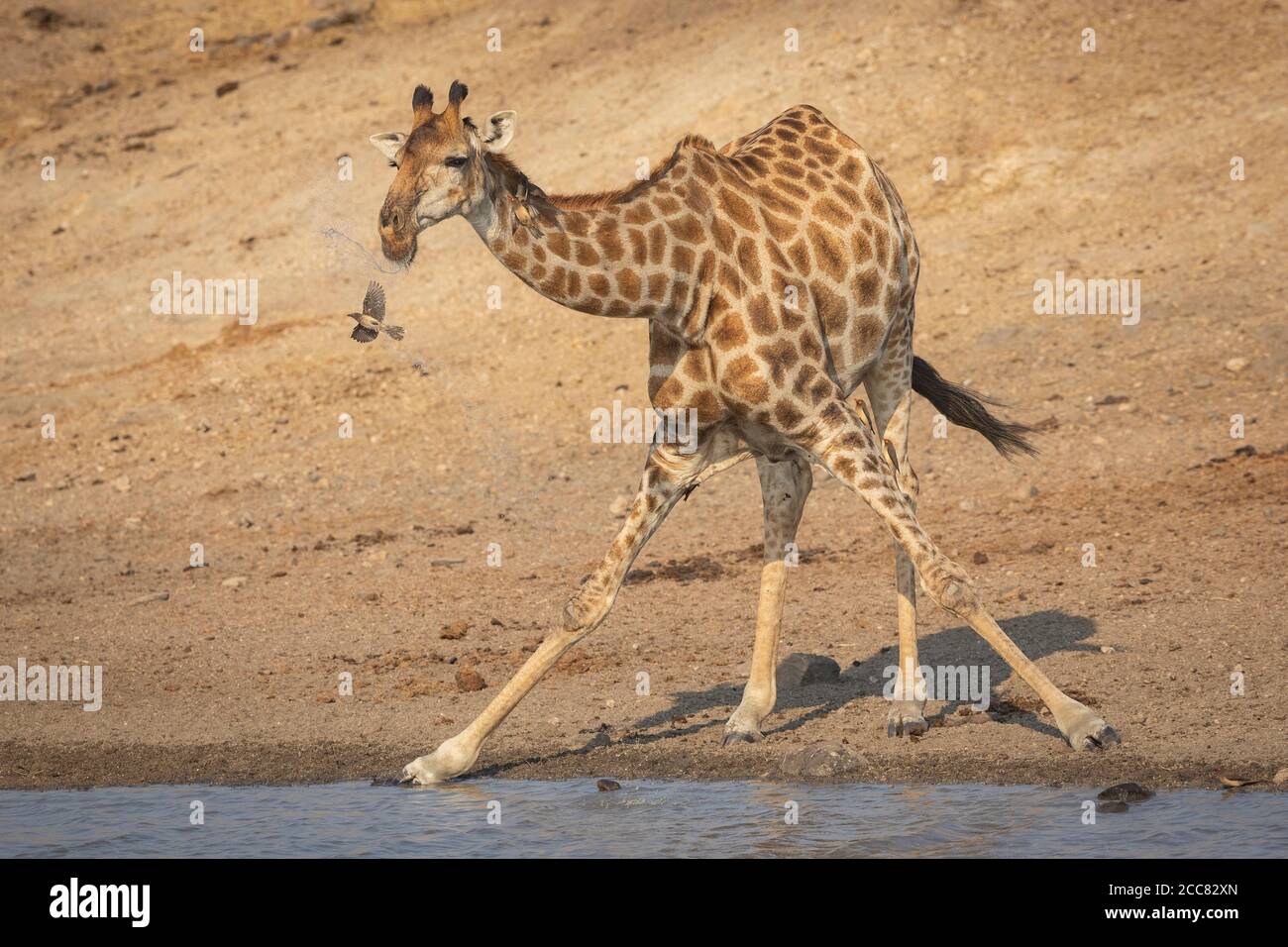 Landscape full body head on of drinking giraffe standing at the edge of water with ox peckers on its leg in Kruger Park South Africa Stock Photo