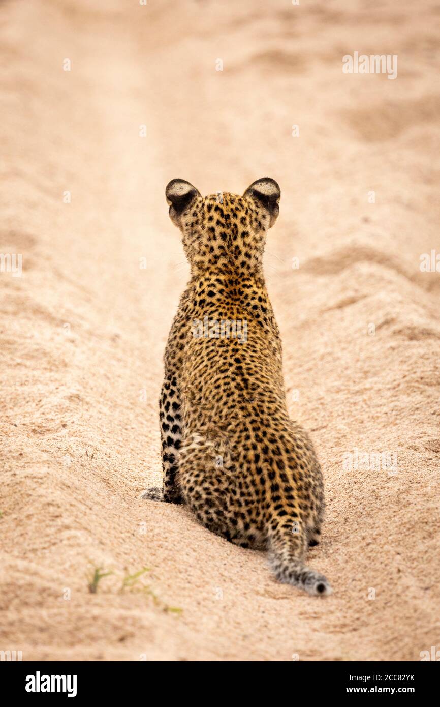 Leopard cub sitting upright in sand with his back to camera in Kruger Park South Africa Stock Photo