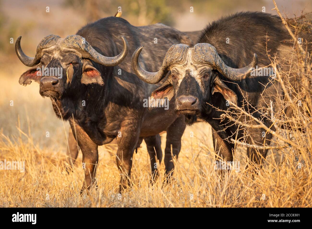 Two adult buffalo head on looking alert standing in tall yellow grass in Kruger Park South Africa Stock Photo