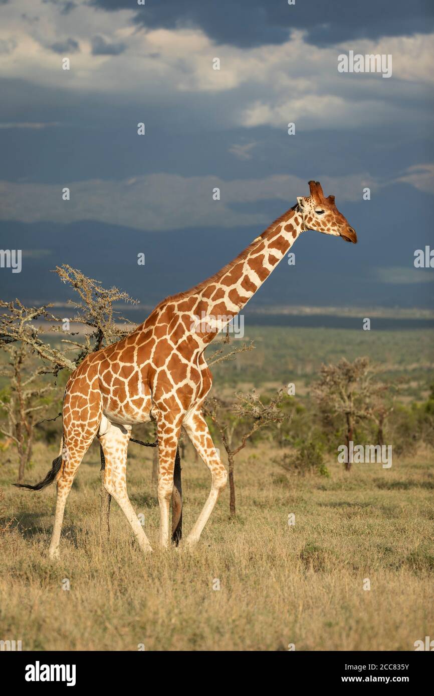 Adult male reticulated giraffe walking in grassy plains of Ol Pajeta with dark blue sky in background in Kenya Stock Photo