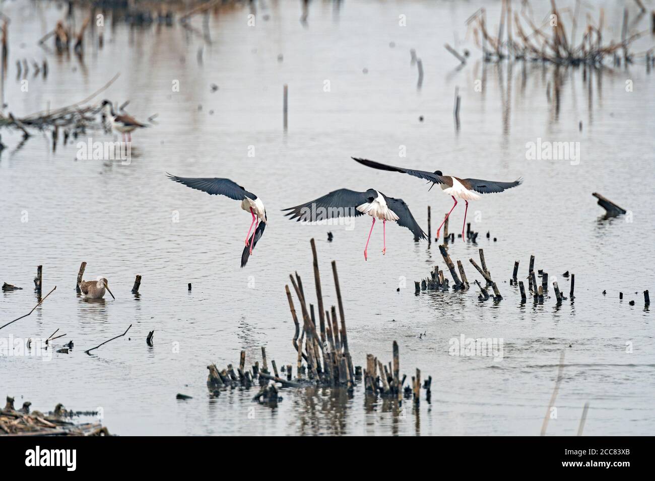 Texas Gulf Coast Birds High Resolution Stock Photography and Images - Alamy