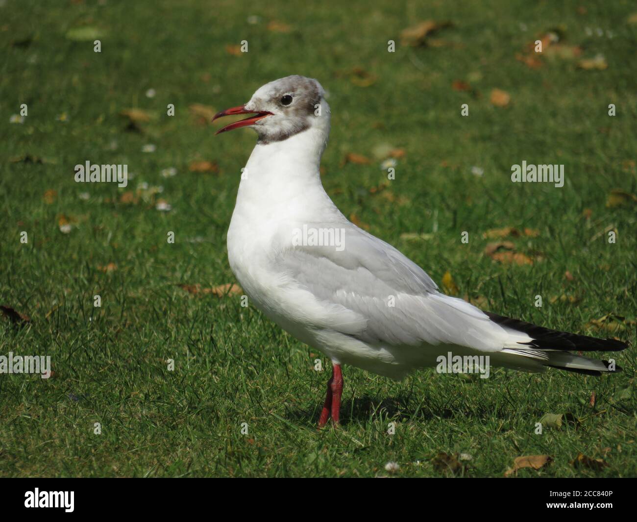 Young black-headed gull calling while standing on the grass in the local park Stock Photo