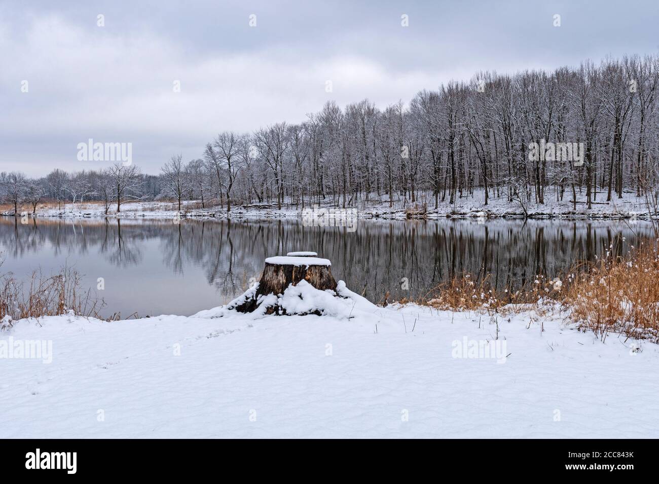 Early Spring Snow in the Forest in Busse Woods Forest Preserve in Illinois Stock Photo