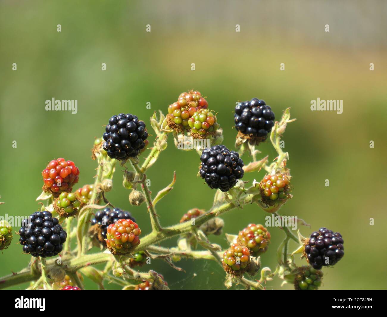 Close up of wild blackberries growing on a bush with soft focus background Stock Photo