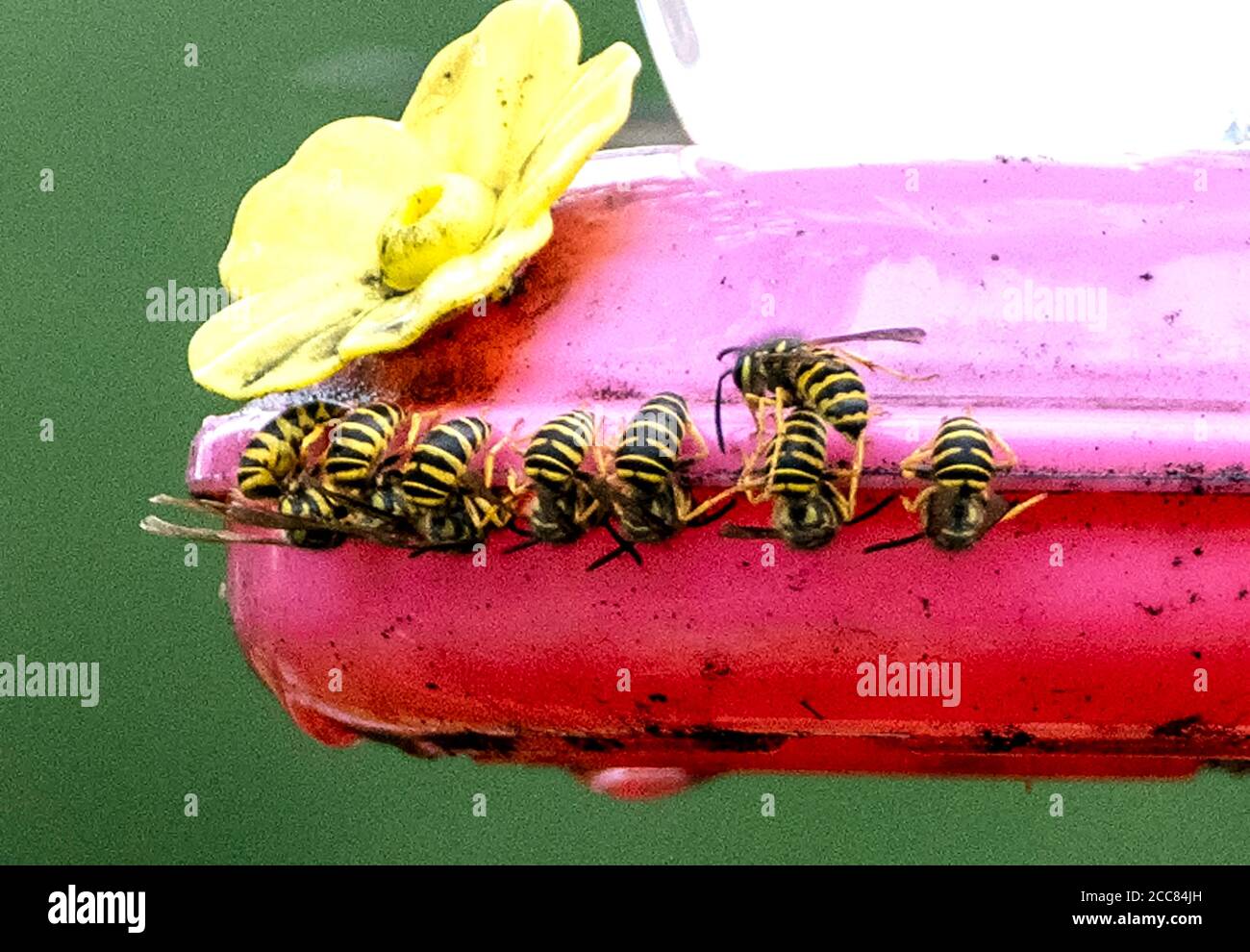 Wasps crows around the base of a Hummingbird Feeder Stock Photo Alamy