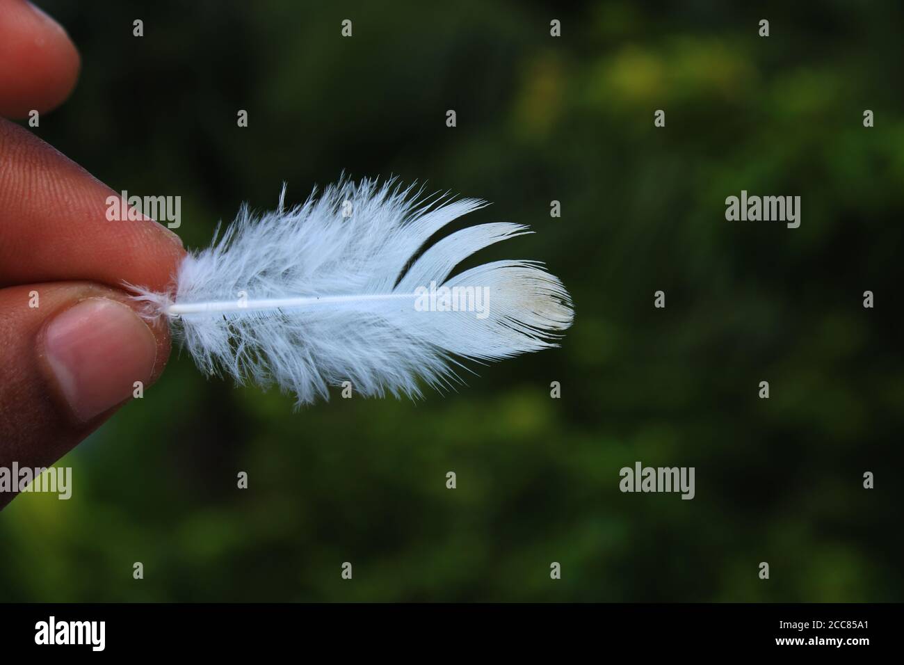 Pigeon bird fur with natural background photo capture Stock Photo Alamy