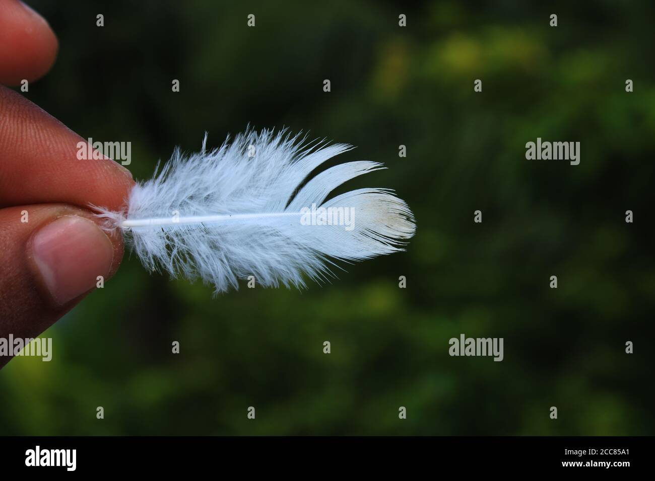 Pigeon bird fur with natural background photo capture Stock Photo - Alamy