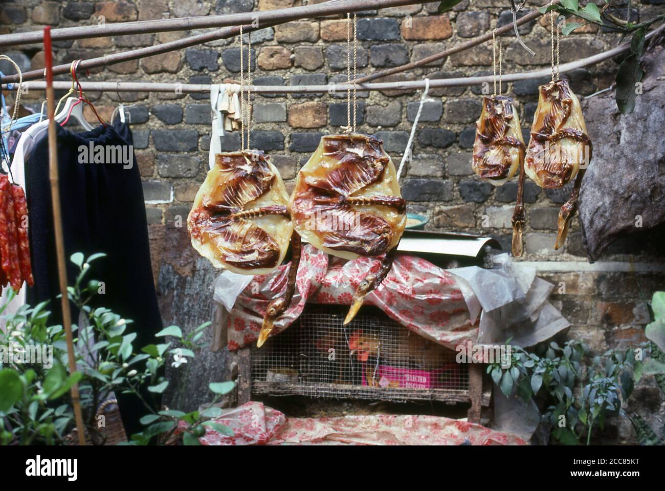 China: Dried ducks hanging in a garden, New Territories, Hong Kong (1987).  Originally a sparsely populated area of farming and fishing villages, Hong Kong has become one of the world's most significant financial centres and commercial ports. It is the world's tenth-largest exporter and ninth-largest importer.  Hong Kong became a colony of the British Empire after the Qing Empire ceded Hong Kong Island at the end of the First Opium War in 1842. Stock Photo