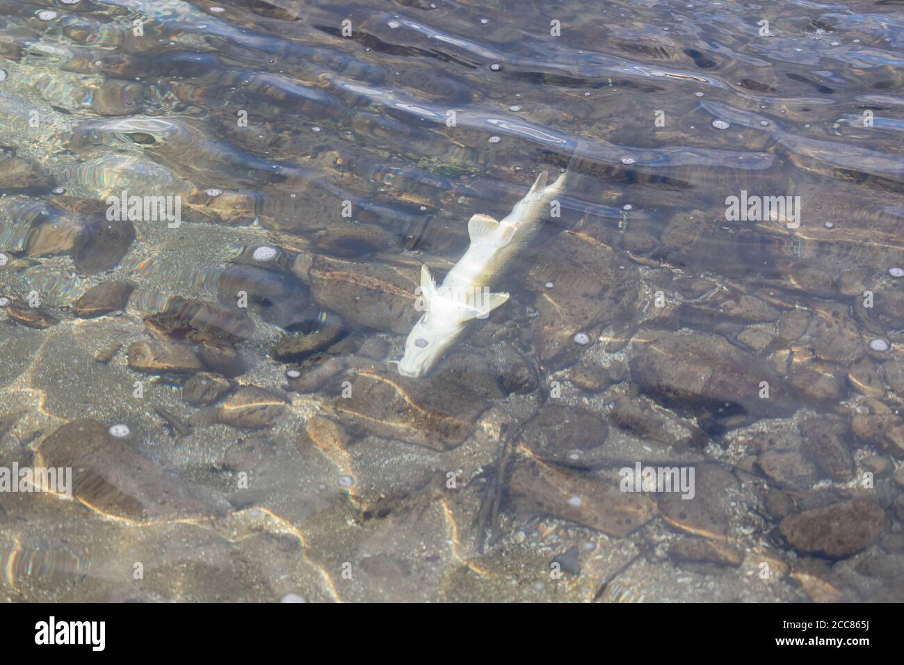 dead giant brook trout with white belly on its back swimming in