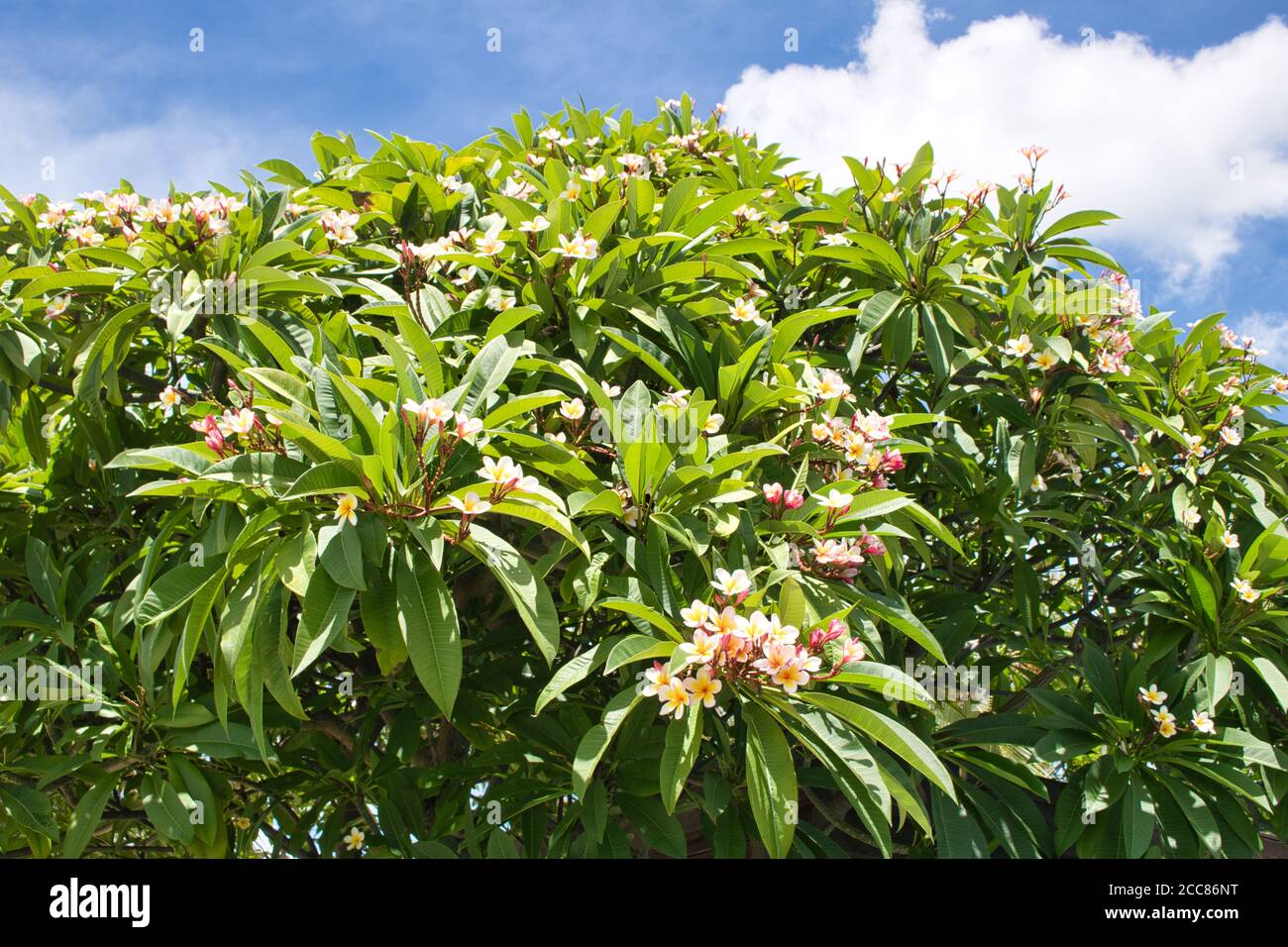 This unique photo shows a blooming jasmine bush and at the top of this picture you can see the blue sky with white clouds on a sunny morning Stock Photo