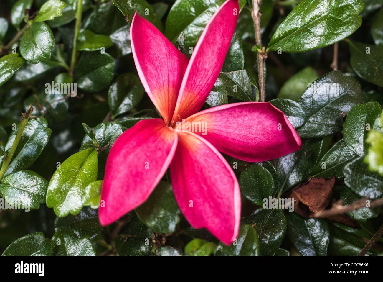 This unique photo shows a pink frangipani flower lying in a green hedge in a garden. Stock Photo