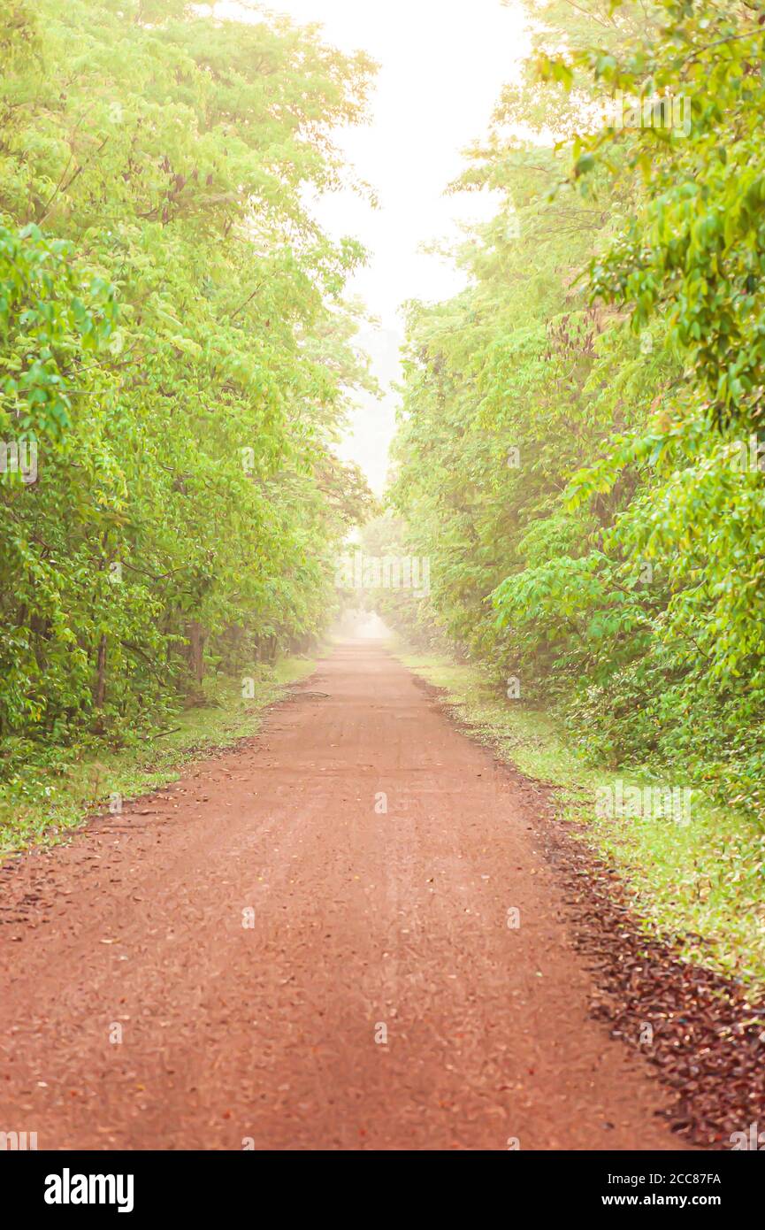 A long straight dirt road leading towards a tropical forest in early morning. Pang Sida National Park, Thailand. Focus on foreground. Stock Photo