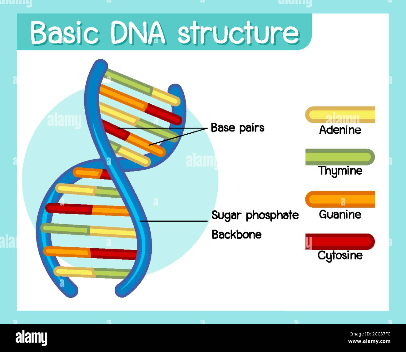 Science of basic DNA structure poster illustration Stock Vector Image ...