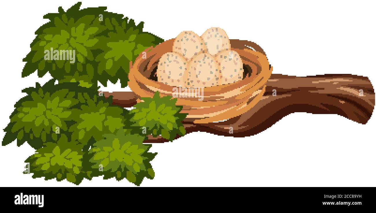 Eggs in the bird nest on tree branch illustration Stock Vector Image ...