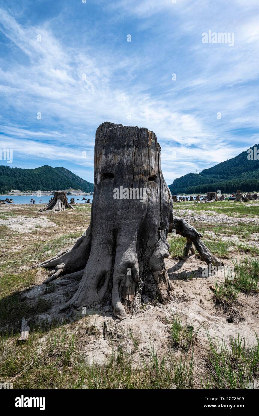 petrified tree stumps in front of mountains Stock Photo