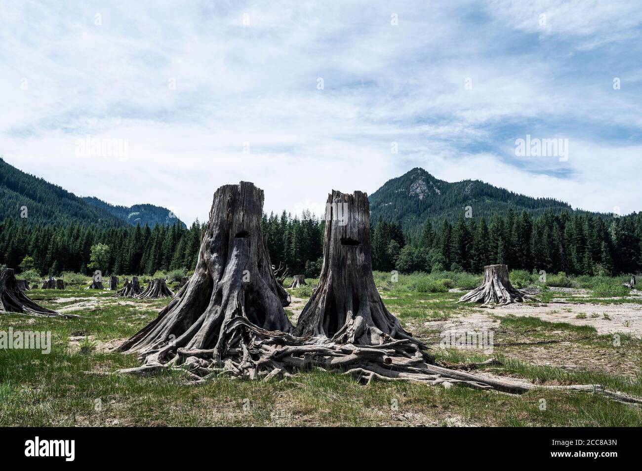 petrified tree stumps in front of mountains Stock Photo