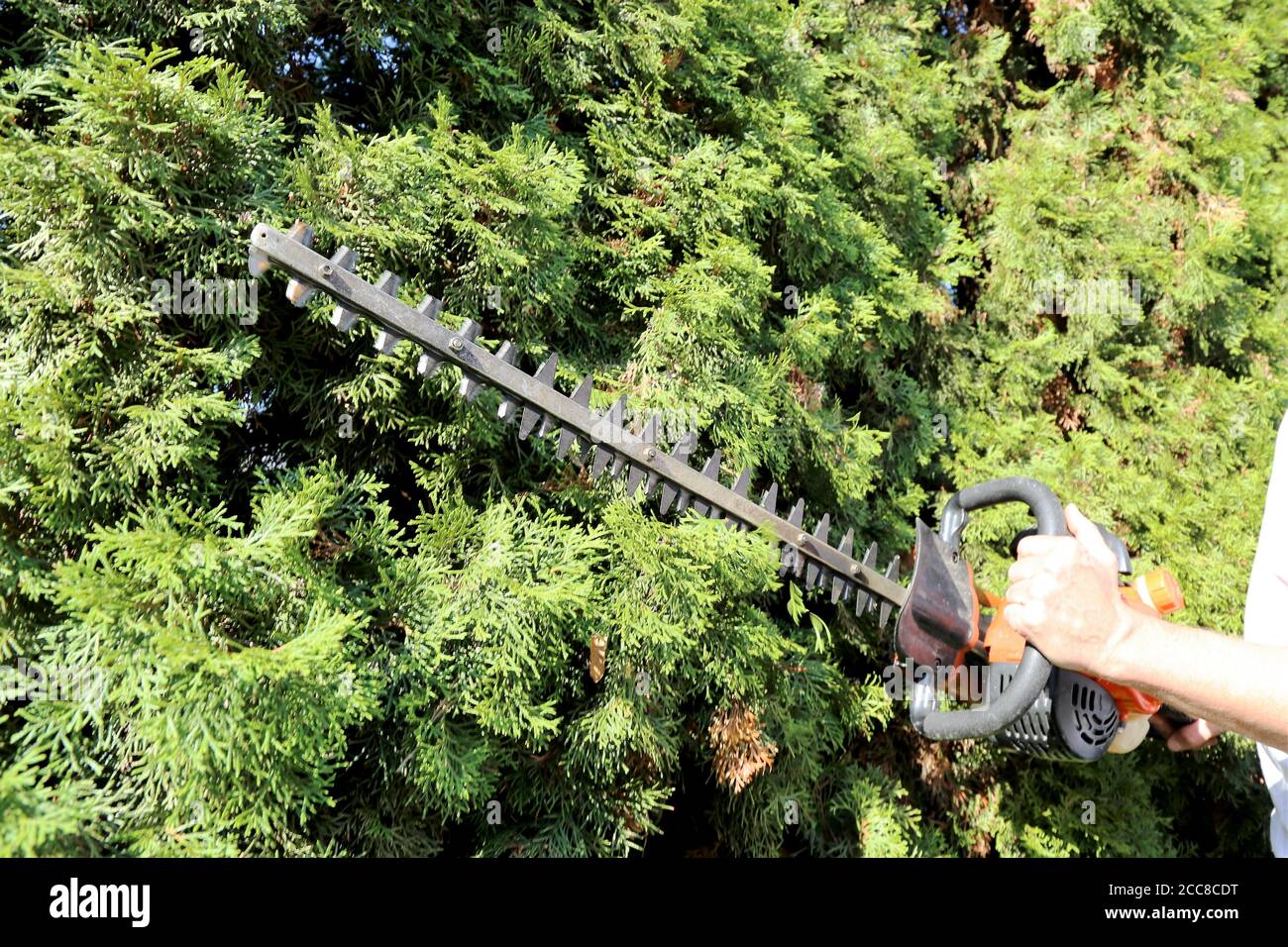 Man cutting hedges with saw Stock Photo Alamy