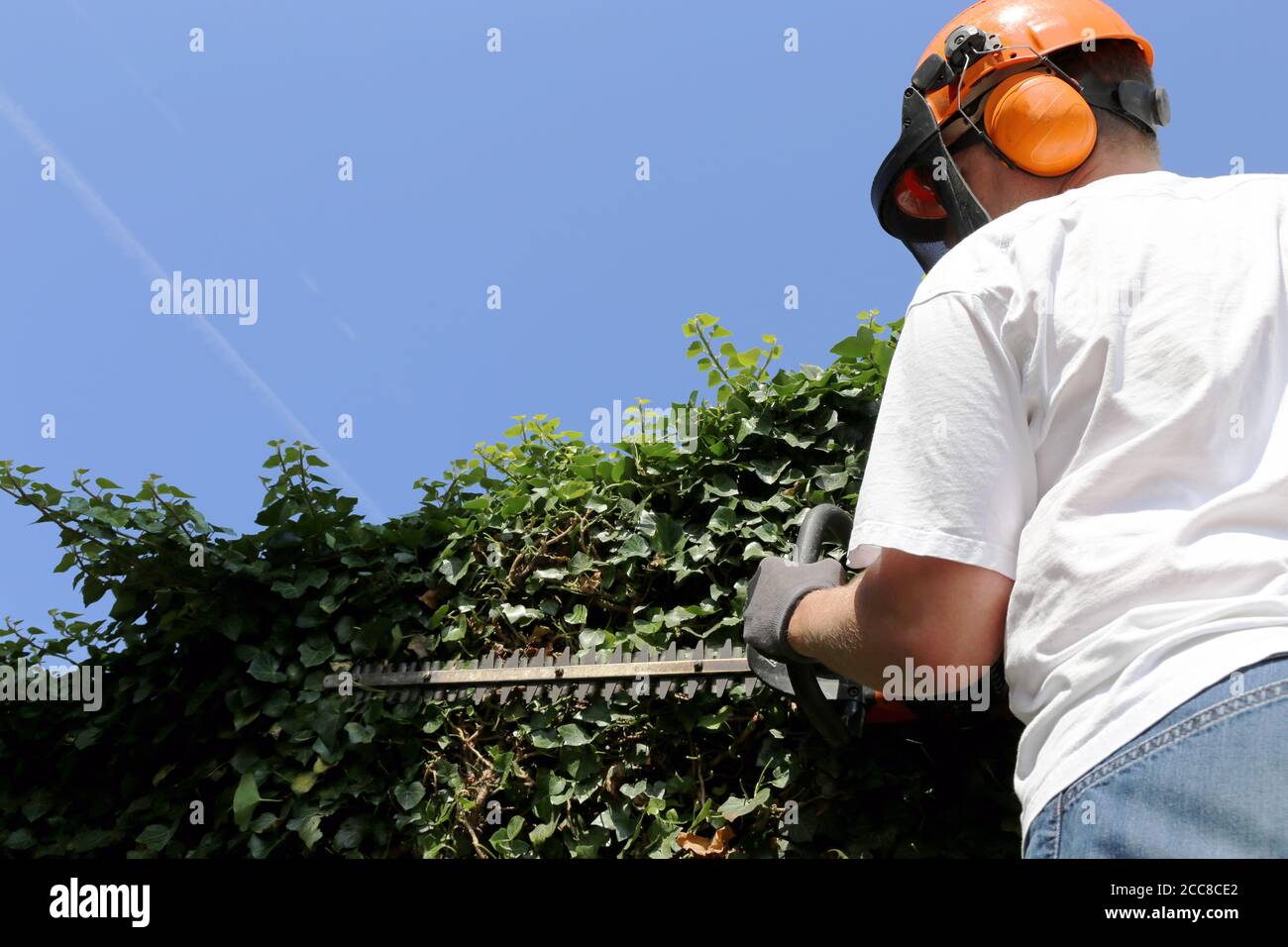 Man cutting hedges with saw Stock Photo Alamy