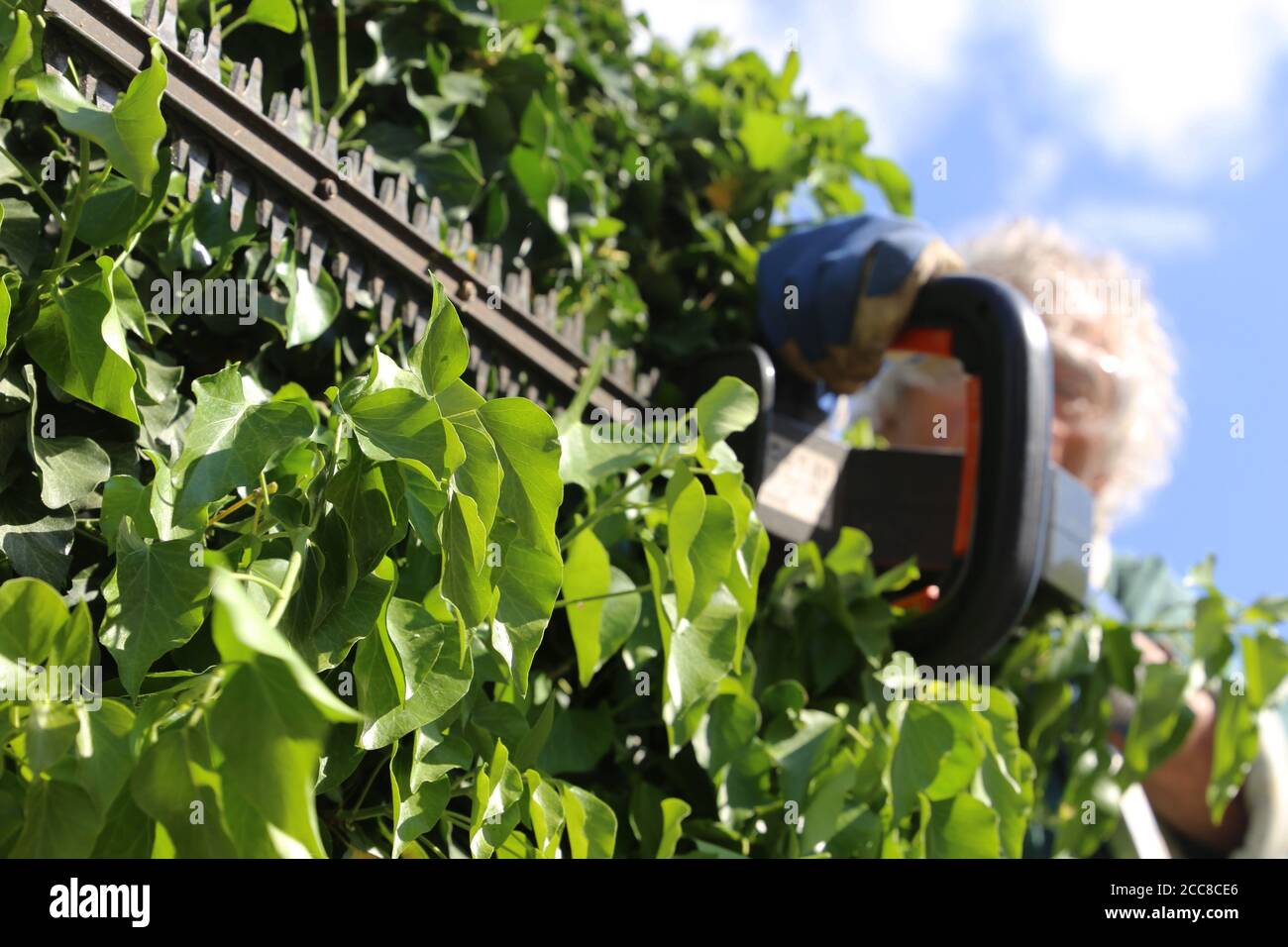 Hedges cutting hires stock photography and images Alamy