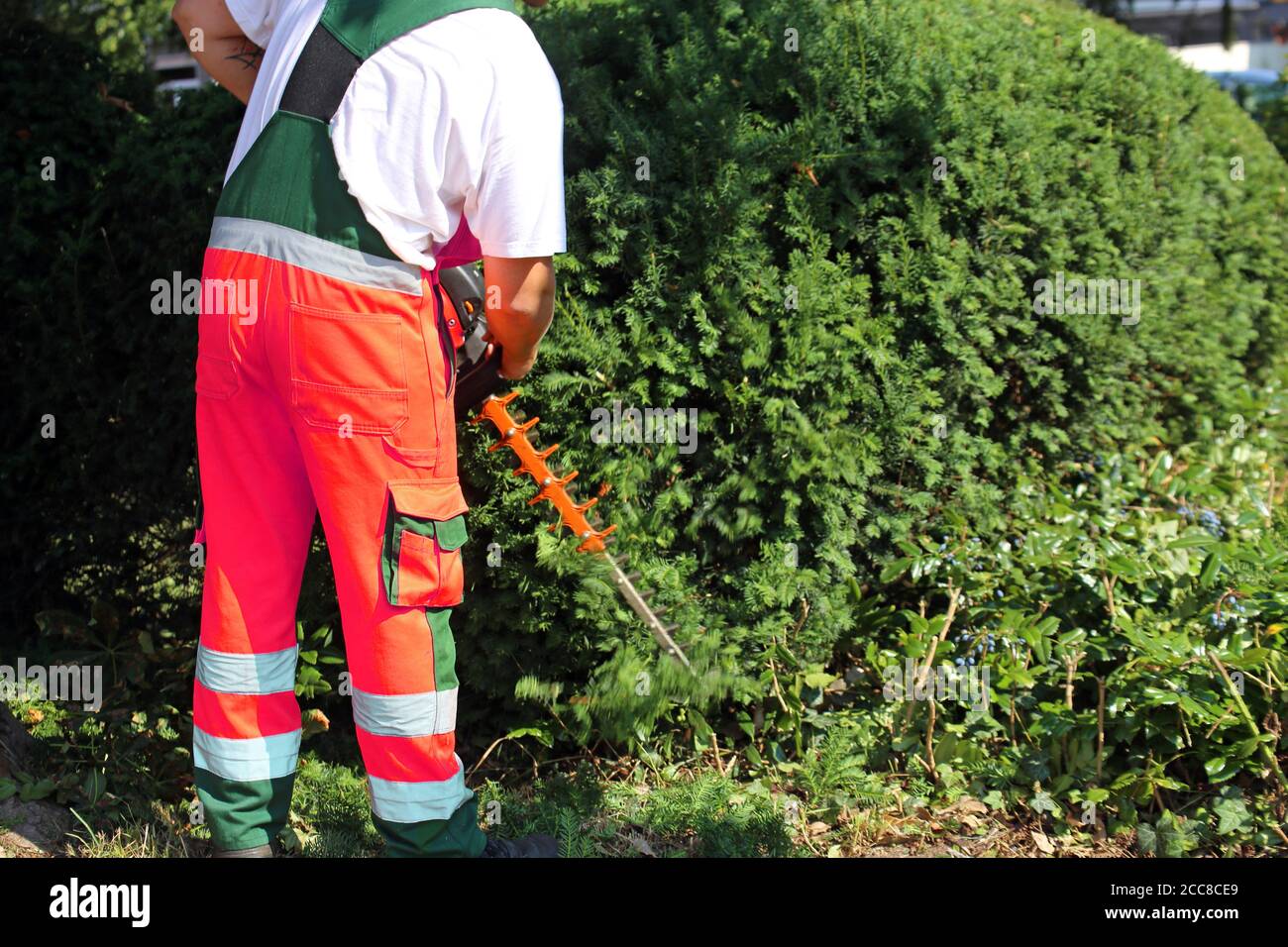 Man cutting hedges with saw Stock Photo Alamy