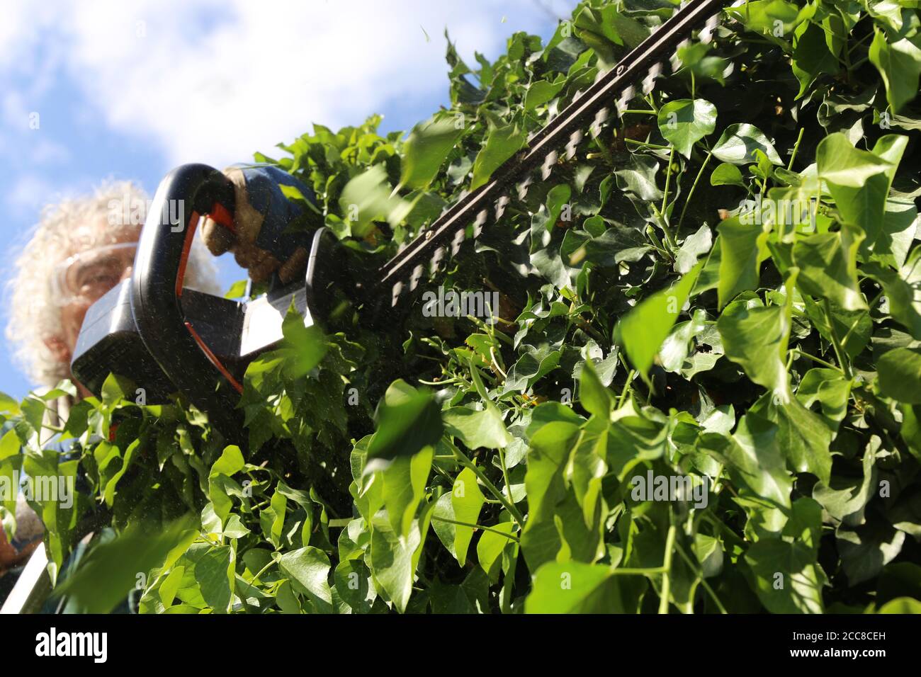 Man cutting hedges with saw Stock Photo Alamy