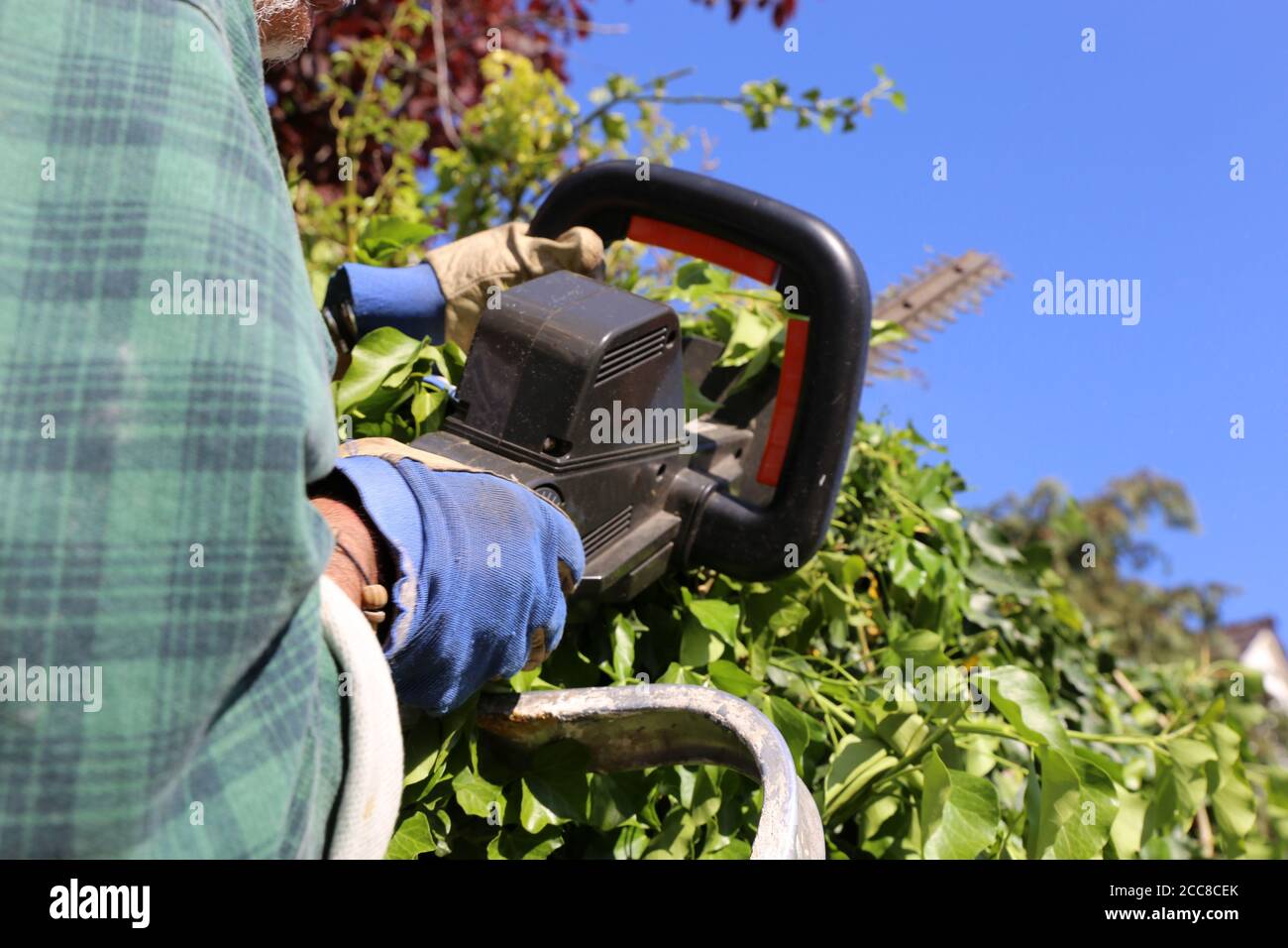 Man cutting hedges with saw Stock Photo Alamy