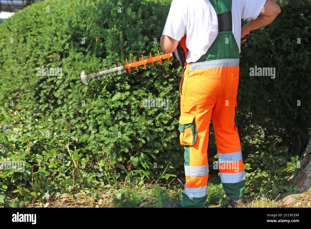 Man cutting hedges with saw Stock Photo Alamy